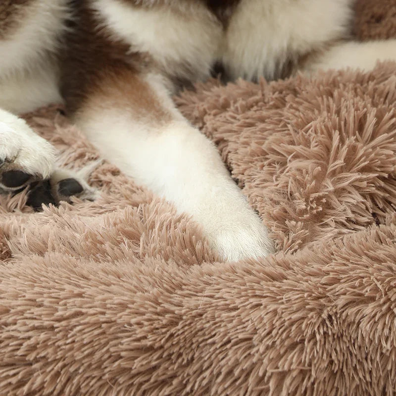 dog Paw bed